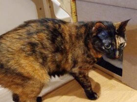 冬用の猫ベッドを新調　２匹の猫はクンクン……のみで一切入らず！