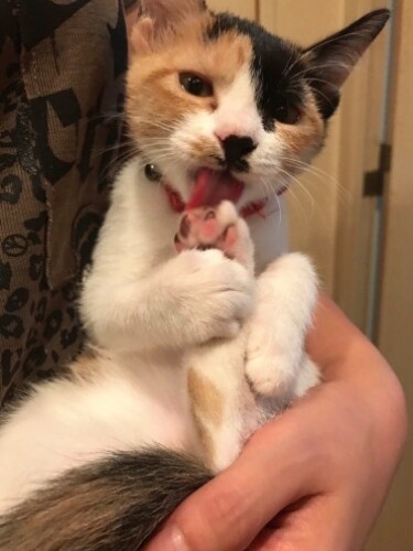 家にきたころの「ひまわり」