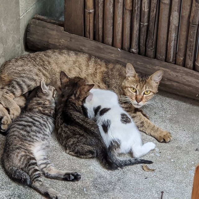 2020年6月下旬　保護前の様子（画像提供：ジオラマ食堂）