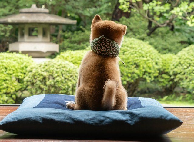 豆柴助様 ご確認用 専用ページ 柴犬「豆助」26代目デビュー決定 | 朝日新聞デジタルマガジン＆[and]