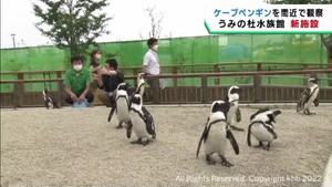 ケープペンギンの暮らしを間近で観察　仙台うみの杜水族館に新しい施設