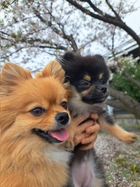 愛犬たちとお花見を満喫（画像提供：白足のもかとブラタンのるるさん）
