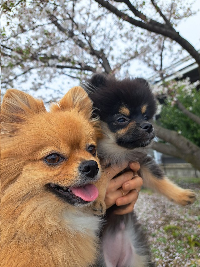 愛犬たちとお花見を満喫（画像提供：白足のもかとブラタンのるるさん）
