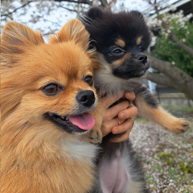 愛犬たちとお花見を満喫（画像提供：白足のもかとブラタンのるるさん）