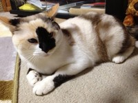 お手々にある黒い模様もかわいい