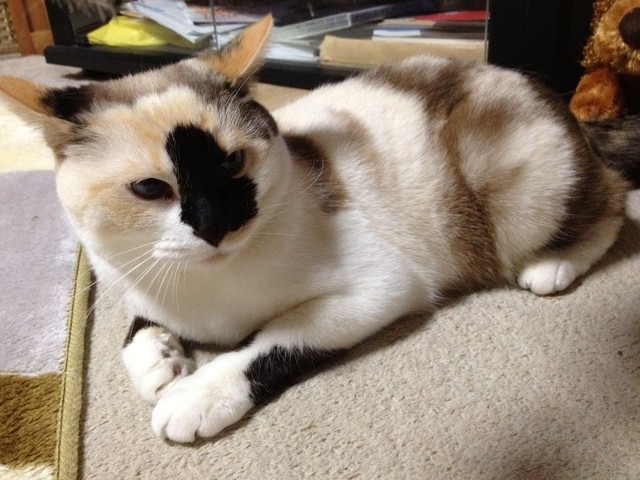 お手々にある黒い模様もかわいい