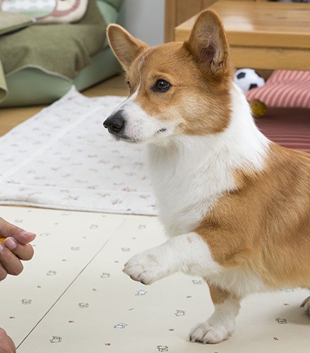 短足犬コーギーの あるある が楽しめる コギおてて 犬 猫との幸せな暮らしのためのペット情報サイト Sippo