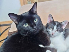 家にやってきた子猫を受け入れる先住猫の姿　やさしさは受け継がれる？