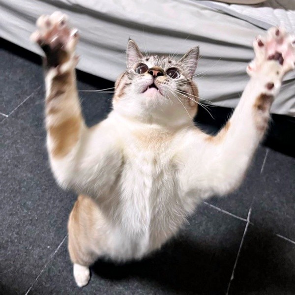 バンザーイ！ マッチョなポーズを披露したちくわくん（画像提供：やくまろさん）