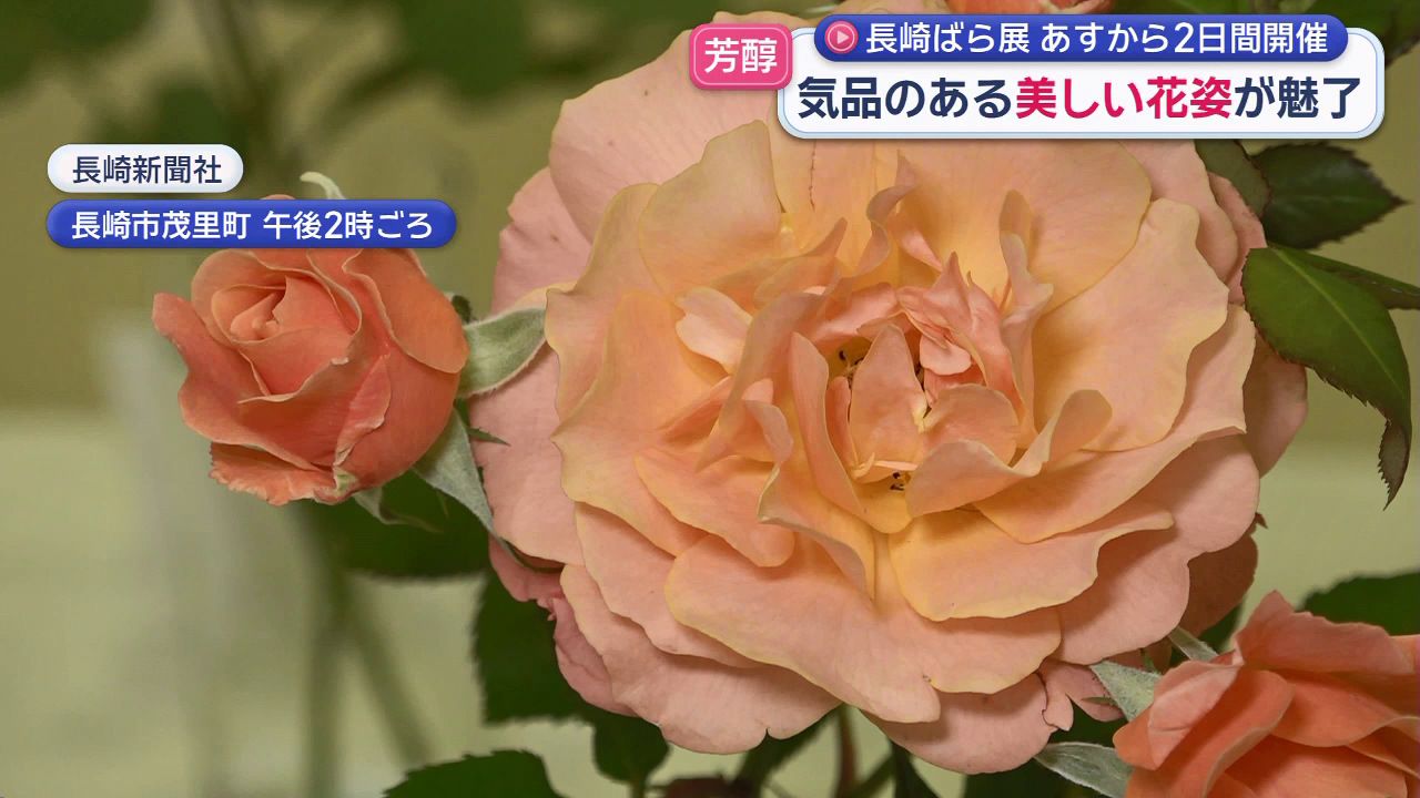 気品のある美しい花姿が魅了 9日から2日間開催「長崎ばら展」(3
