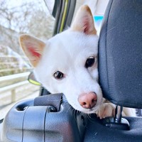 家族と一緒にお出かけするさぬきちゃん（画像提供：Horiさん）