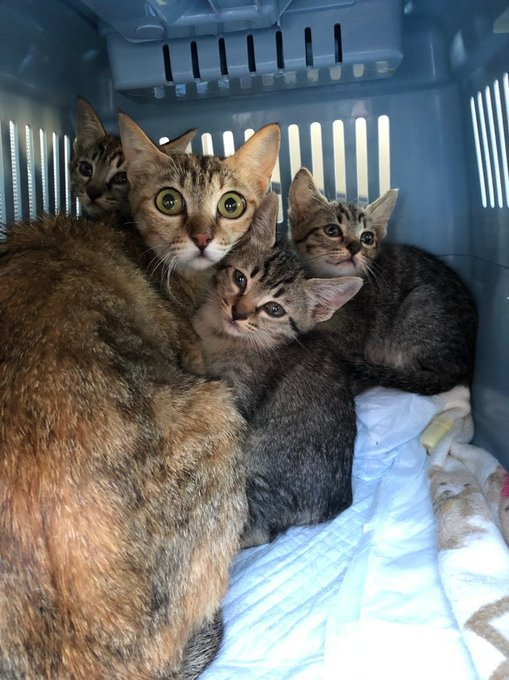 保護当時の親子写真