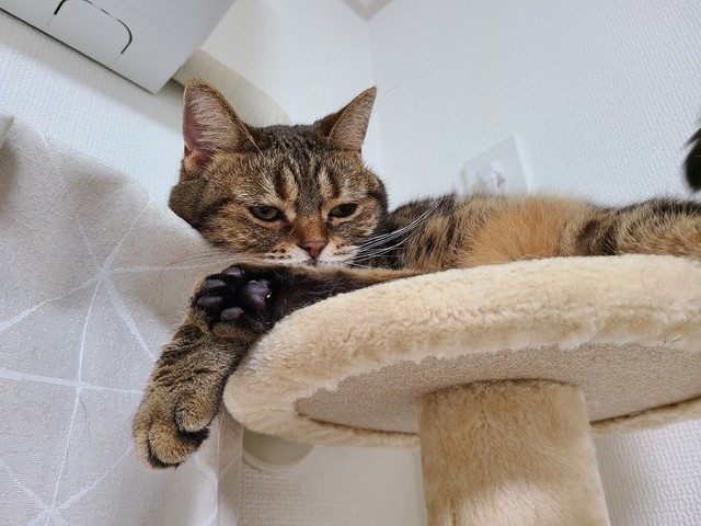 キャットタワーで一休みのパルルちゃん