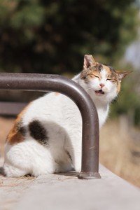 振り向いたお顔も可愛いですね（画像提供：あおいとりさん）