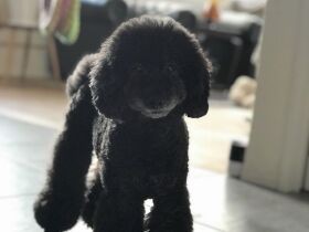 家族が帰ってくると、笑顔でクルクルまわっておかえりのダンス！　トイプー「ボブ」