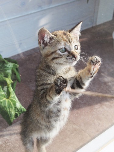 ガラス越しに無邪気に通りを眺める。