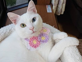 小さな愛しい命、これからも全力で守るよ　見た瞬間、お迎えを決めた白猫「まりん」