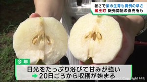 連日の暑さで梨の出荷早まる　宮城・蔵王町
