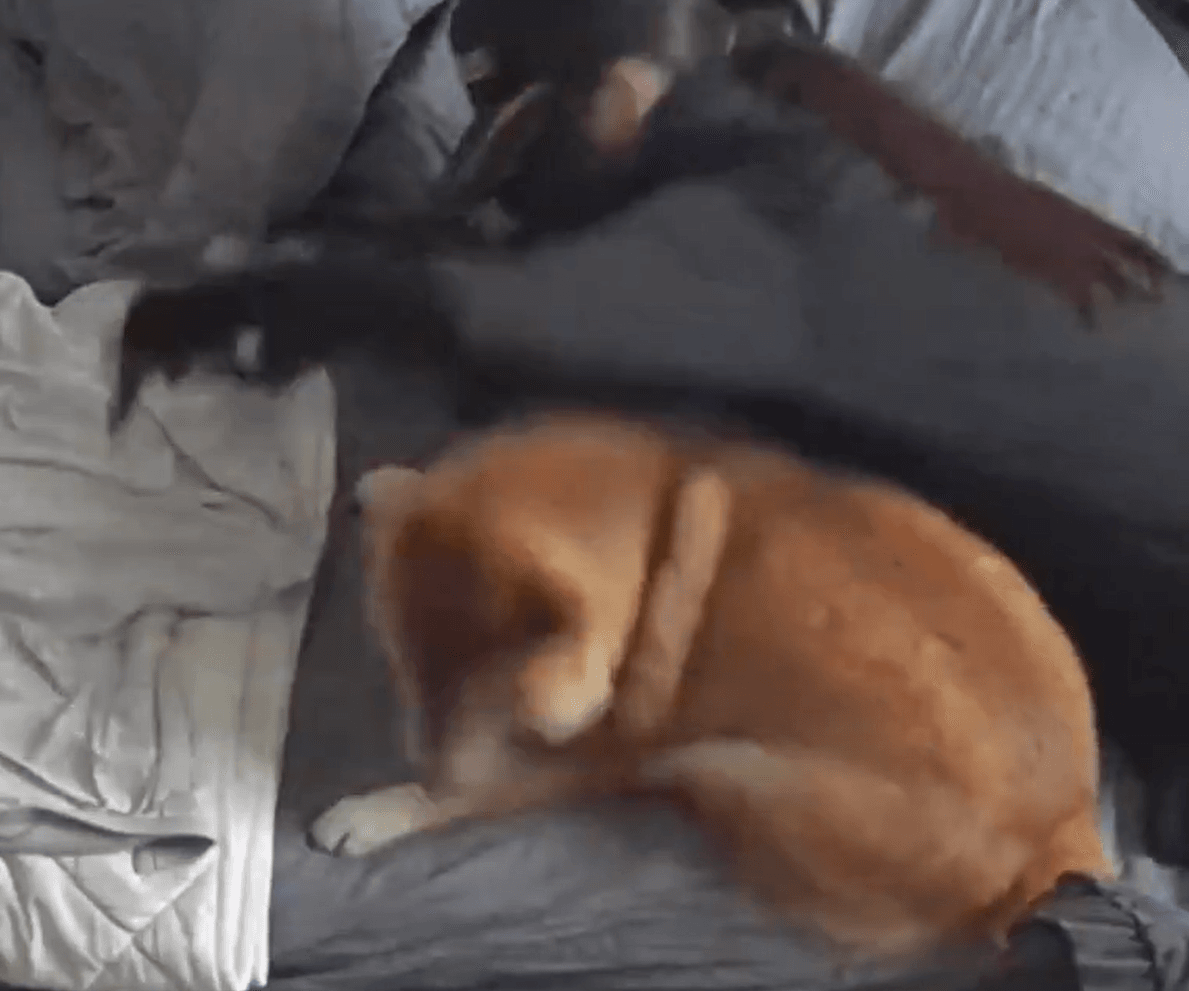 飼い主さんが装着する首輪からも目を背け…（提供：lovelove_taroさん）