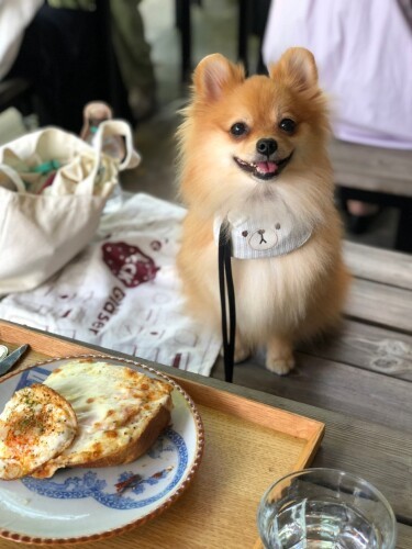 とってもおりこうさんです（お母さん提供）