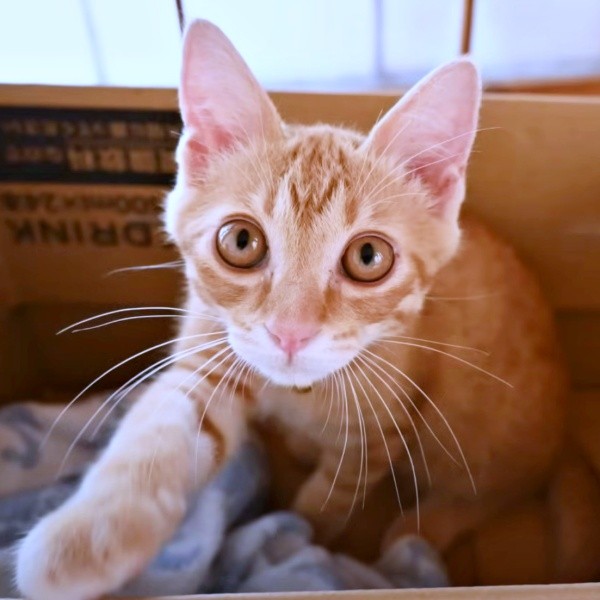 子猫時代、段ボール箱の中に入って遊ぶミックくん（画像提供：ミックという猫さん）