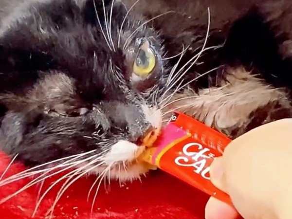 衰弱が激しいなか、液状の食べ物は口にできた桜猫ちゃん（画像提供：アズエスミさん）