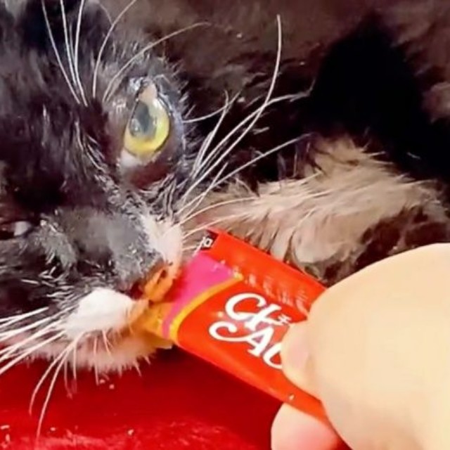 衰弱が激しいなか、液状の食べ物は口にできた桜猫ちゃん（画像提供：アズエスミさん）