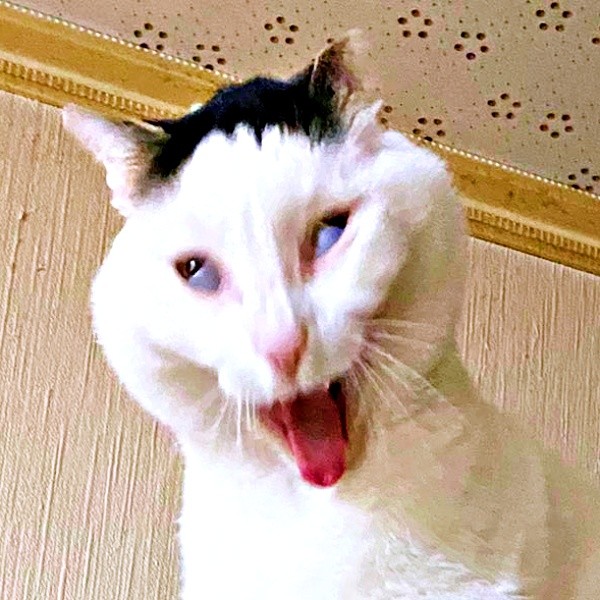 まさかの変顔ボニャール！ 異彩を放つポーズで注目集めたしょうたくん（画像提供：きよダブシャインさん）