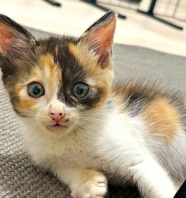 子猫時代、つぶらな瞳が愛らしいおこげちゃん（画像提供：カワラさん）