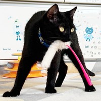 猫じゃらしを捕らえたテテちゃん（画像提供：つくきな ココテテさん）