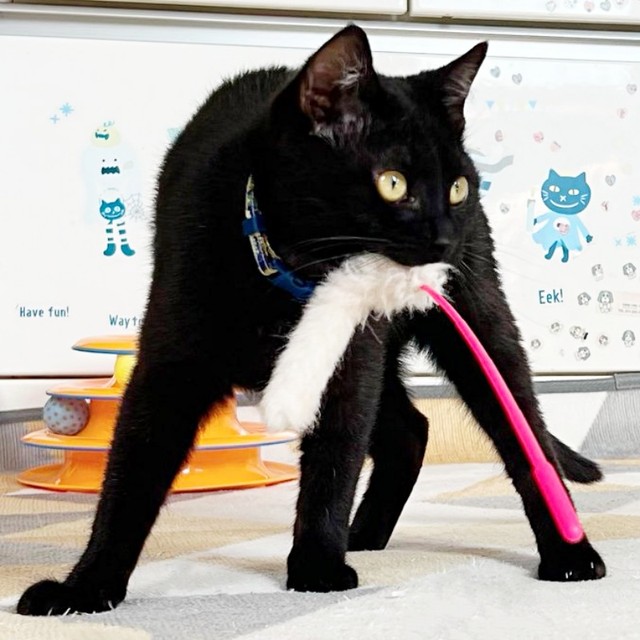 猫じゃらしを捕らえたテテちゃん（画像提供：つくきな ココテテさん）