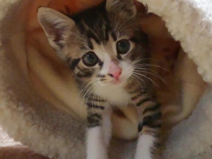 家にきたころの「ぼん」

