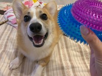 いたずらが大好きな銀太くん(銀太@コーギーさんTwitterより)