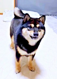 おもちゃ投げ待ちするこまちちゃん（画像提供：黒柴 こまちさん）