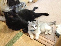 優しいみりんくんがいてくれるから、かぼすちゃんはすくすく大きくなります