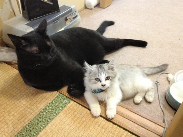 優しいみりんくんがいてくれるから、かぼすちゃんはすくすく大きくなります