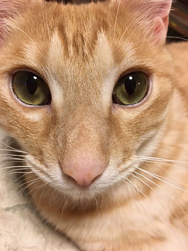 ニャンか文句あるか！