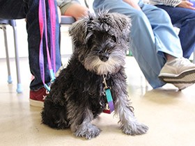 子犬期のしつけで、問題行動を防止　パピークラスの授業を拝見