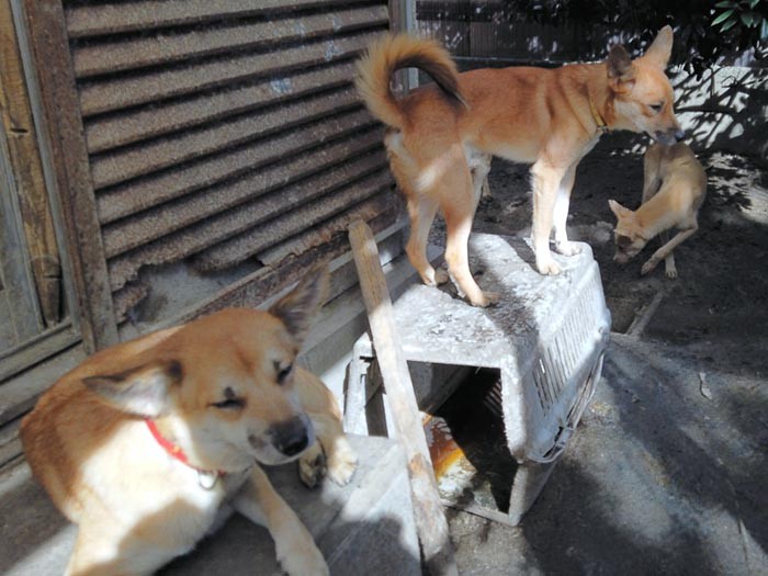 多頭飼育崩壊が起きている平屋の庭先（どうぶつ基金提供）