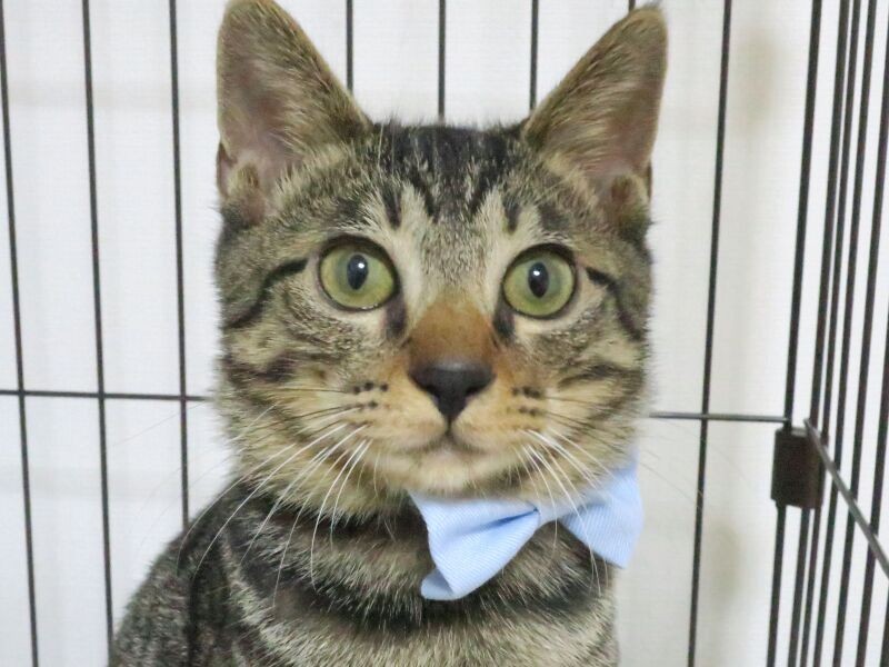 家に迎えて間もない頃のはっぴー「僕も可愛いよ」