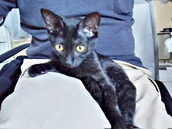 生後3カ月、元気を取り戻したキキさん（画像提供：三田尻さん）