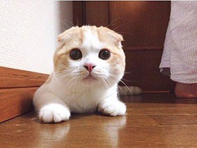 コタツの中がお気に入り　スコティッシュフォールドの「メロン」