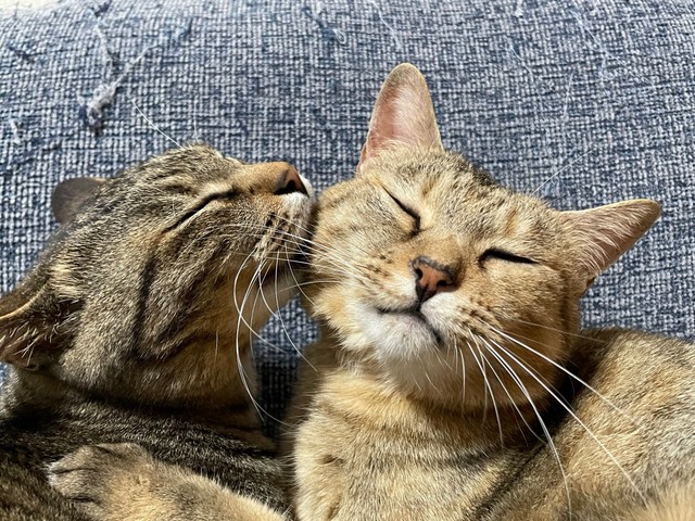 顔を寄せ合うはなみちゃん（右）となぎくん（左）／ねこのつきみ（@IsTsukimi）さん提供
