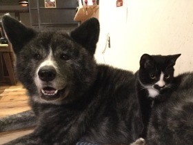 そっくり！「はちわれ兄弟」が大人気　秋田犬と猫の２匹