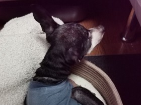 今年16歳を迎える「ココ」　たまらないシニアのかわいさに愛情は日々深まる