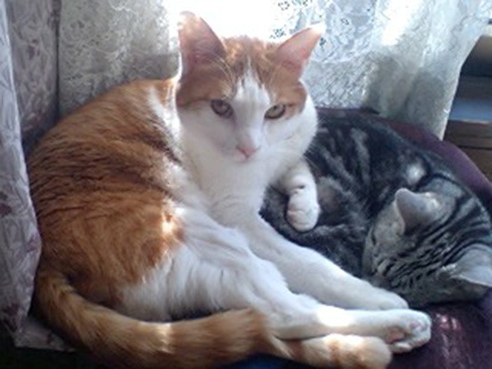 三重県の漁港で出会ってしまった梵天丸。クリスお兄ちゃんに一番になつきました。みるみる大きくなって、クリスよりも大きな新人に