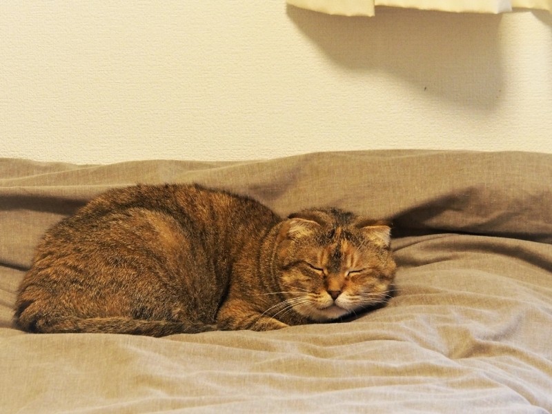 「すず、安心しておやすみ」