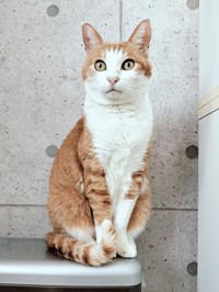 つやつやの毛並みも自慢のひとつ。美しすぎるマリーちゃん（画像提供：まりてつさん）