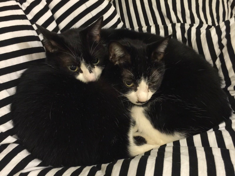 兄弟のギルとジョーの仲良し加減はすごかった