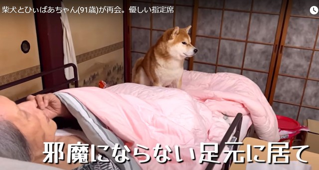 邪魔にならない足元にいるんです（「シヴァ犬こむぎっす-KOMUGI」さん提供、YouTubeよりキャプチャ撮影）